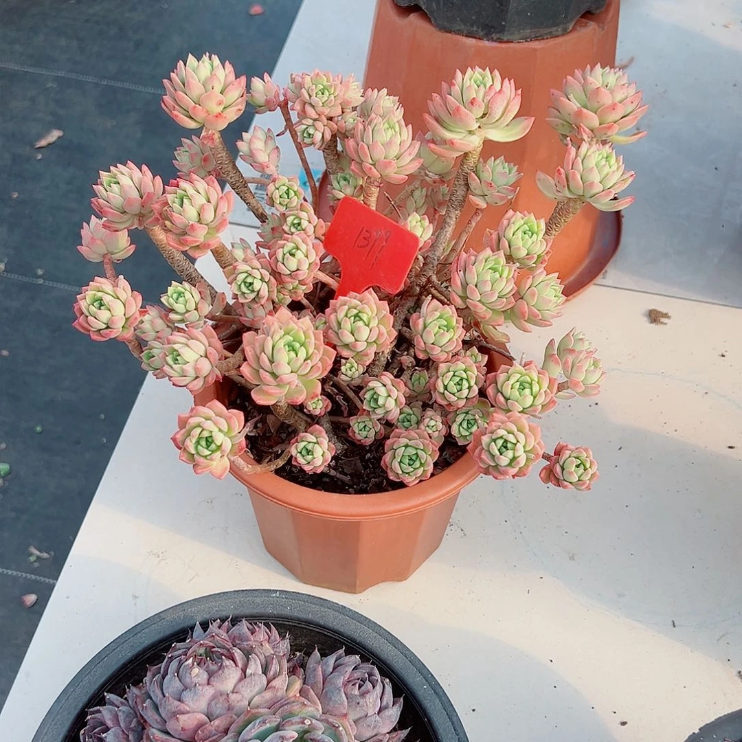 ༄****1399马库斯多肉植物