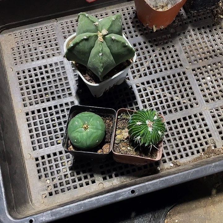 见***喵15号筐带盆土发货