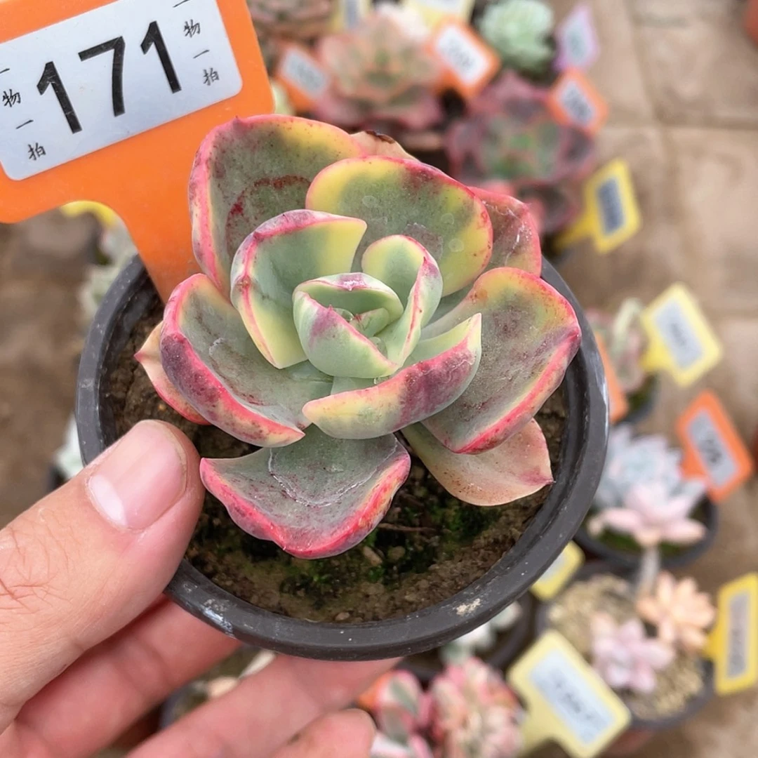 【闪购商品】171号