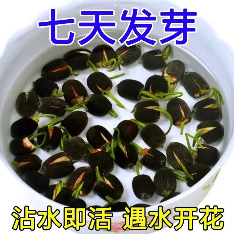 碗莲种水培植物莲花荷花水生养花卉四季绿植盆栽室内好养荷花种