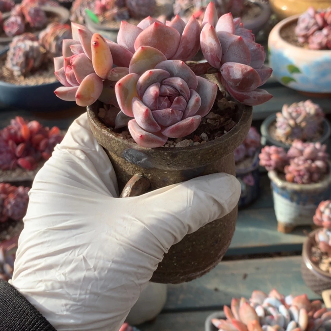 无花朵哈哈哈哈哈哈哈哈哈4