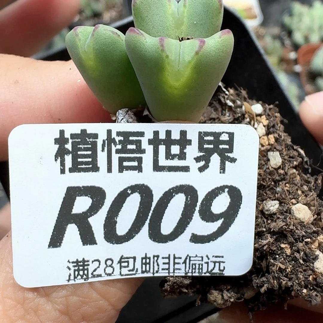 多肉植物多肉植物