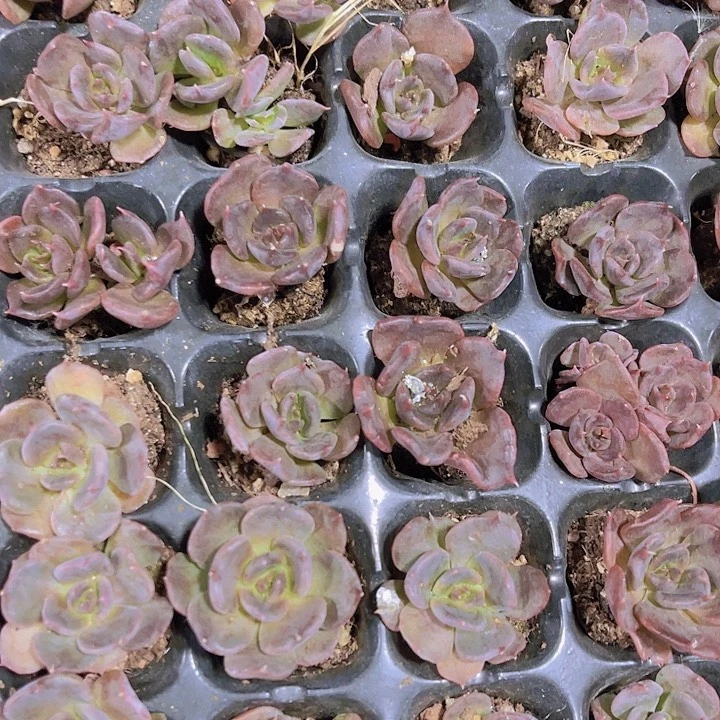 精品黑饺子皮多肉植物