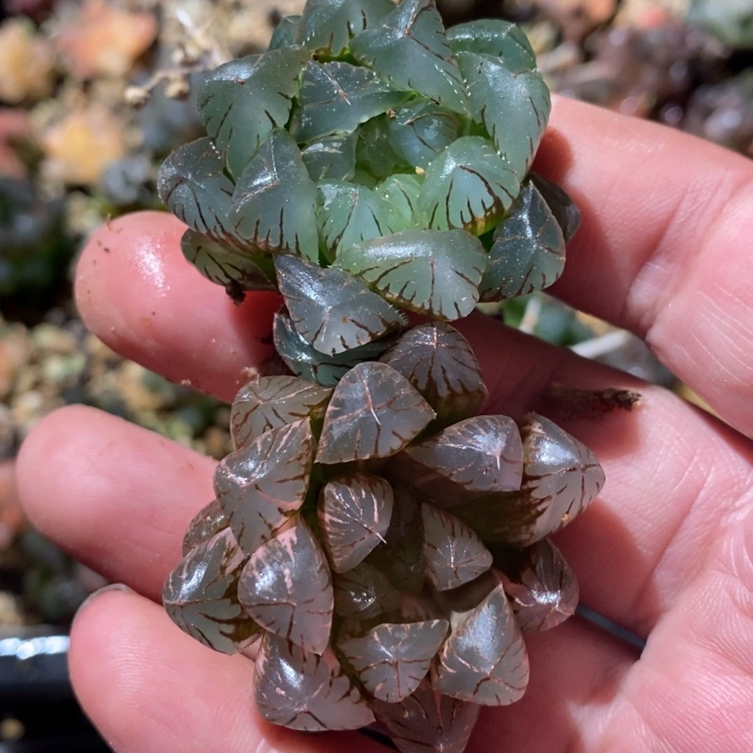 皮***y2673 两颗一起 福利。