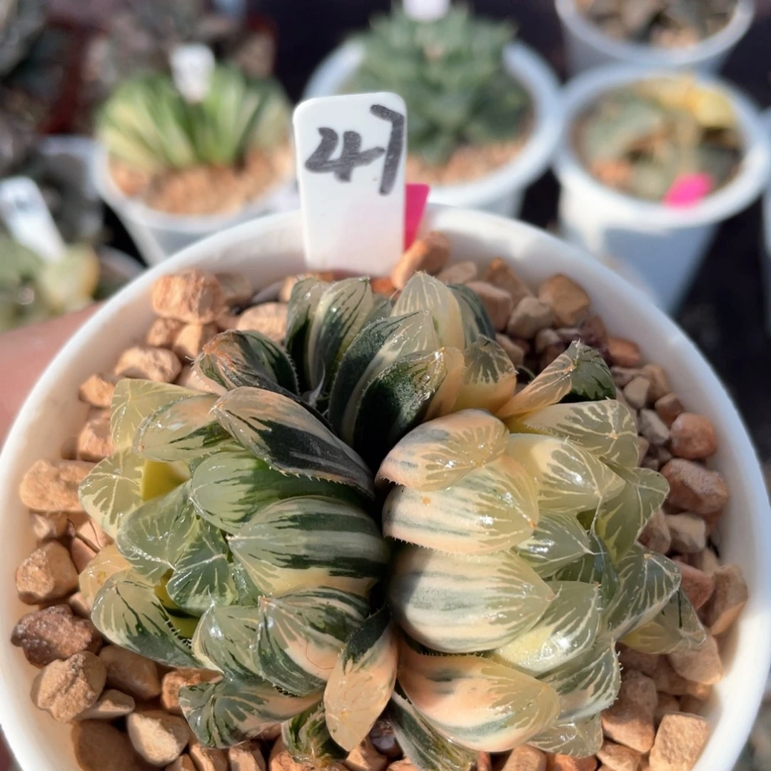 47糊斑夏沫锦。