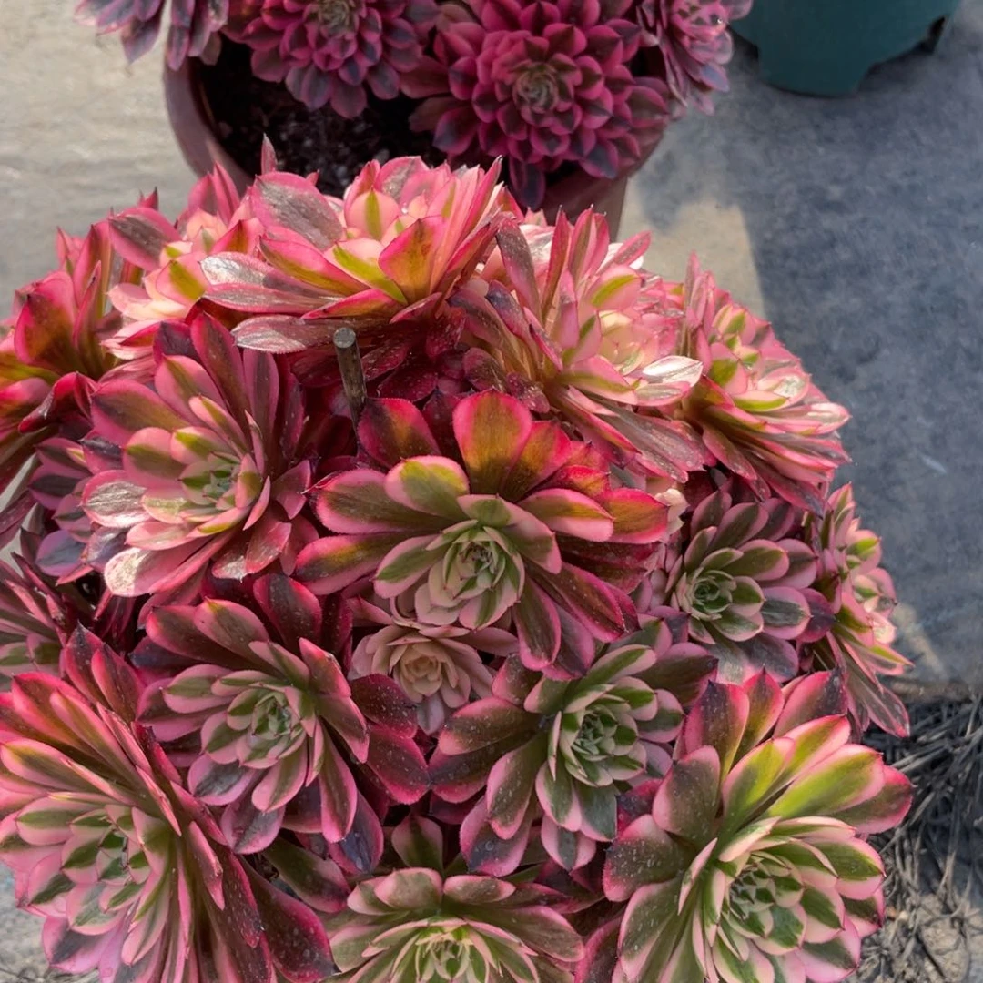 紫砂茶杯点点滴滴地方方法