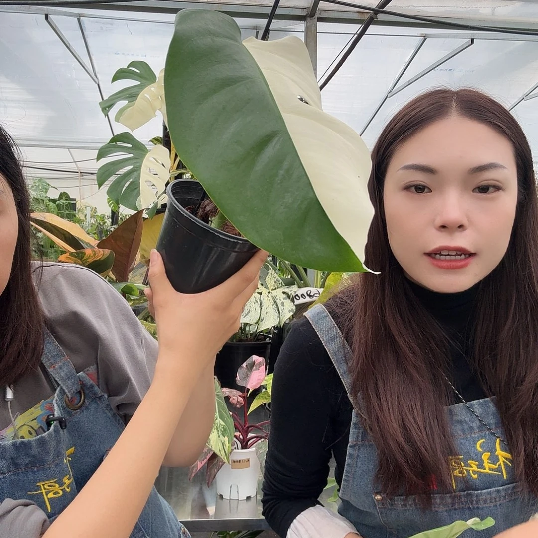 完全开放单叶白龟88..