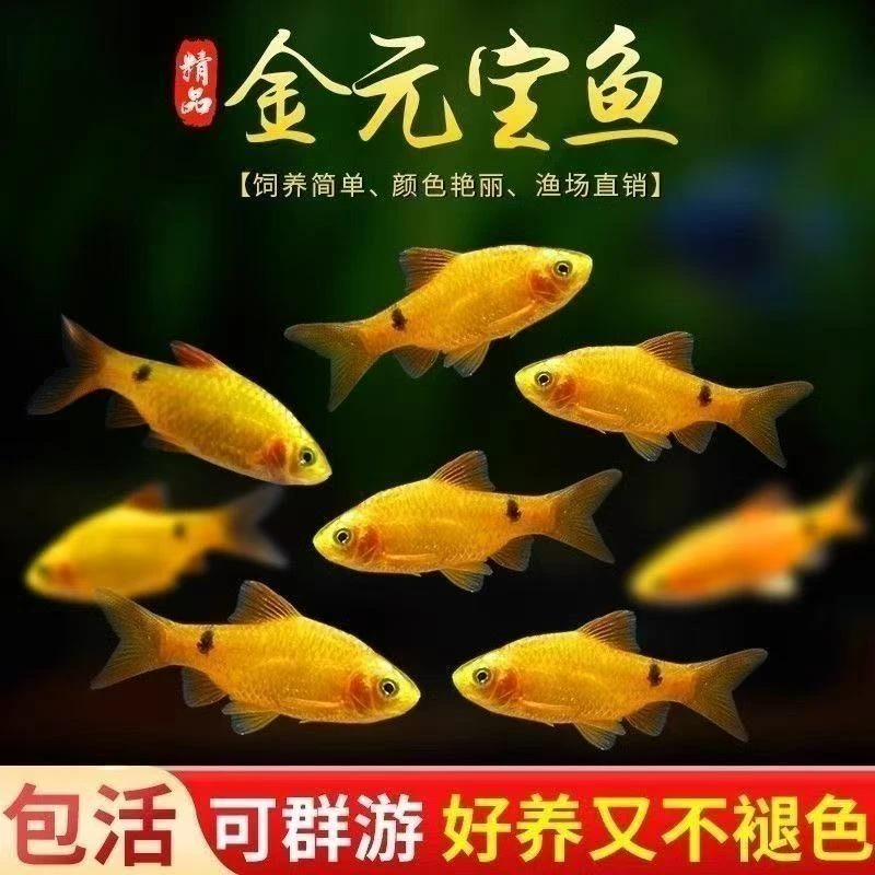 胎生金元宝玛丽鱼招财观赏鱼好养小鱼热带鱼新手米奇牡丹小型耐活