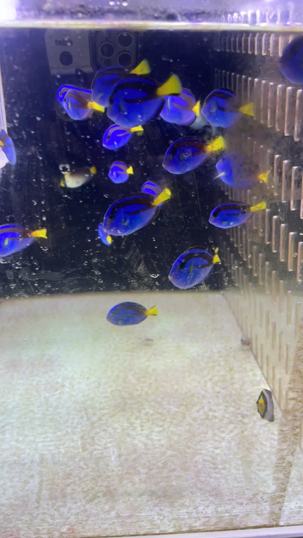 初哥专属海水鱼蓝吊160 宿务公子360 蓝点吊140