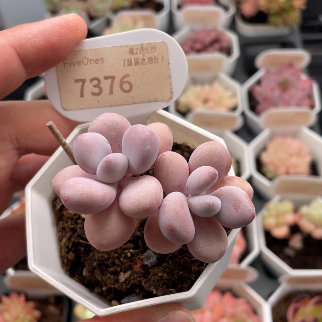 桃蛋7376-5.5厘米