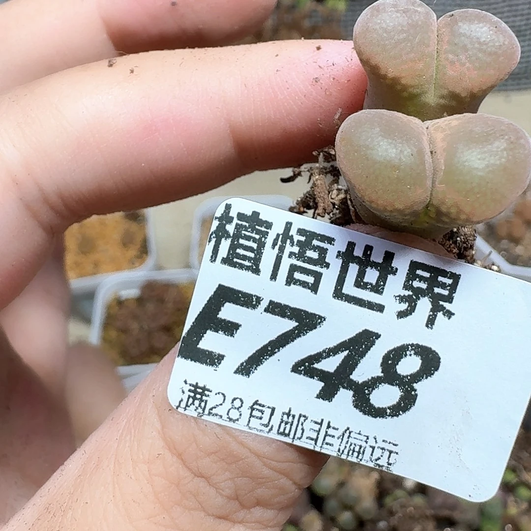多肉植物的润泽的嘴
