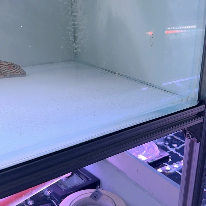 清道夫鱼专拍500链接