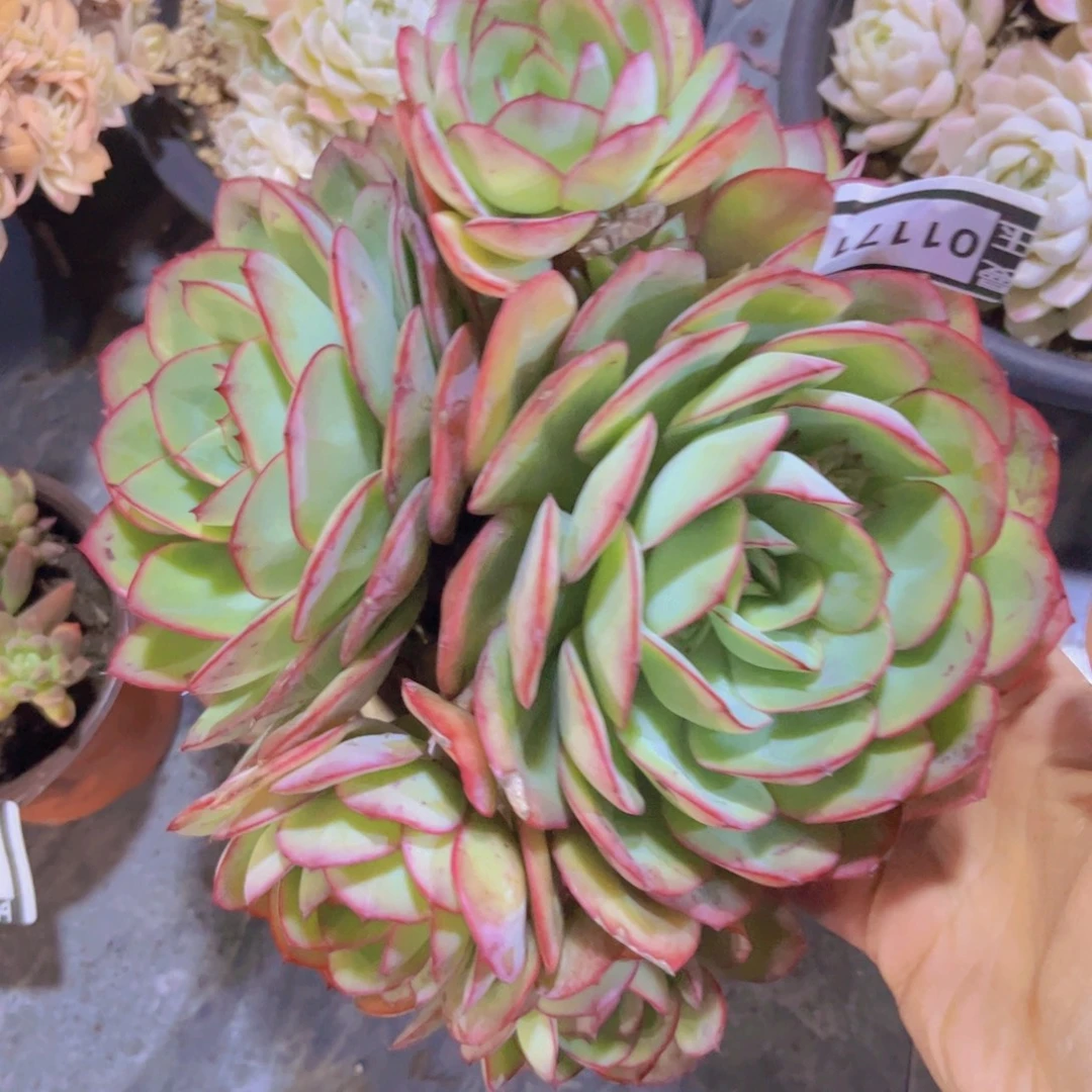 牡丹亭01171多肉植物