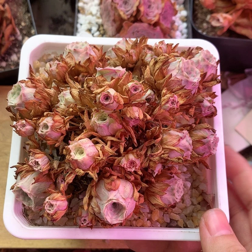 【闪购商品】耗****柔10月会员723