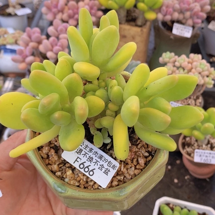 软*芒果奶10cm666多肉植物