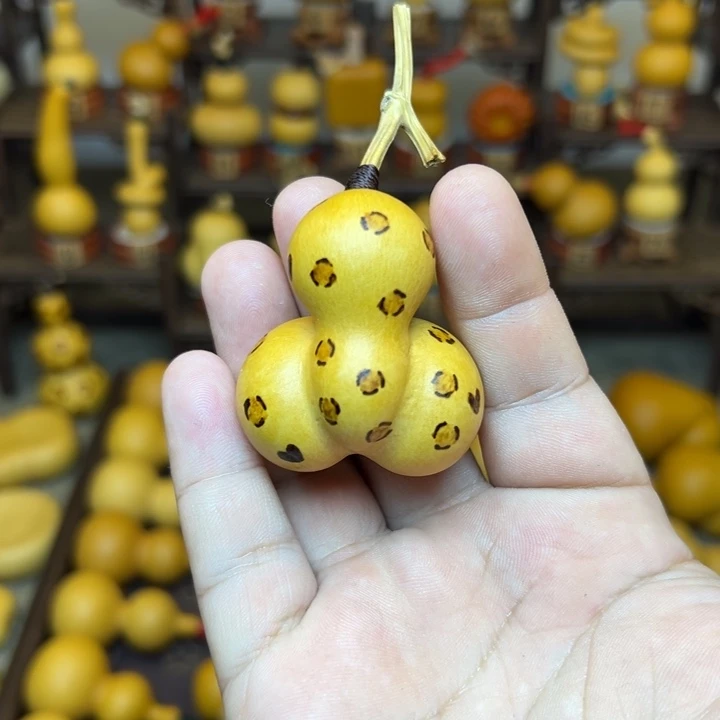 豹纹金蟾，他家还没有