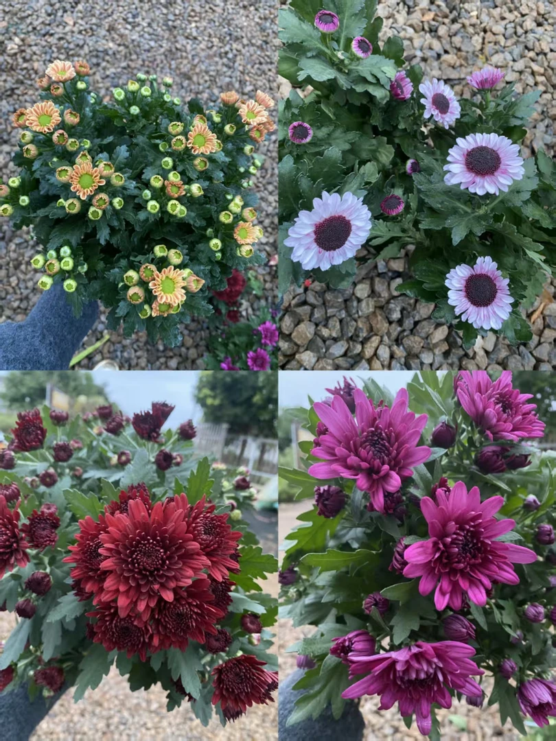 小雏菊福利组合盆栽(颜色多样花期长)庭院阳台开花植物
