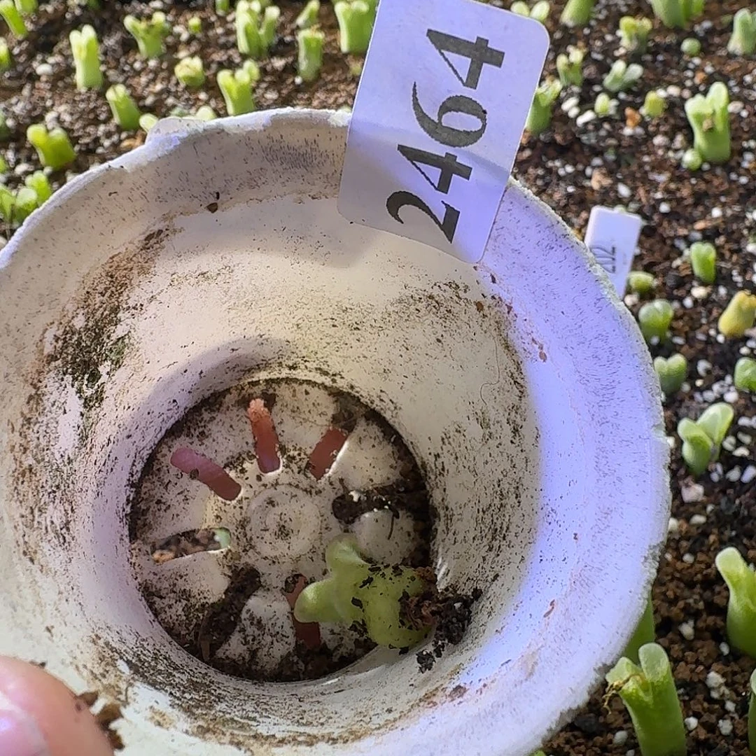 是***呀2464冰风铃1颗拉登拍