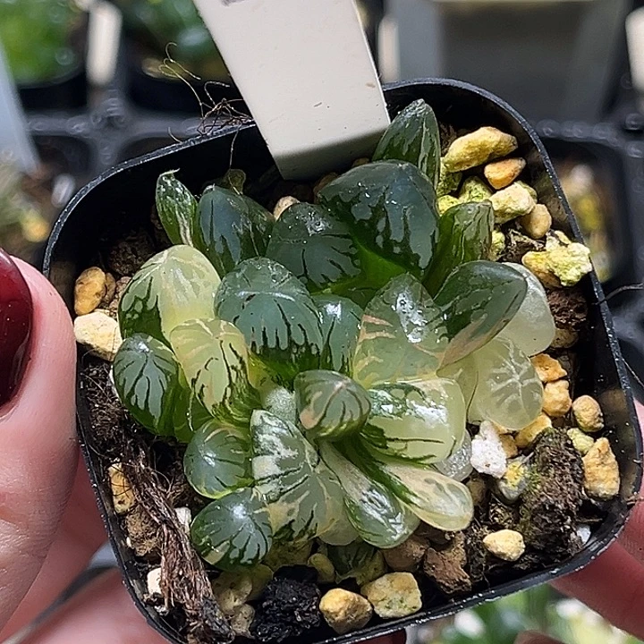 153红太阳玉露锦头家多肉十二卷