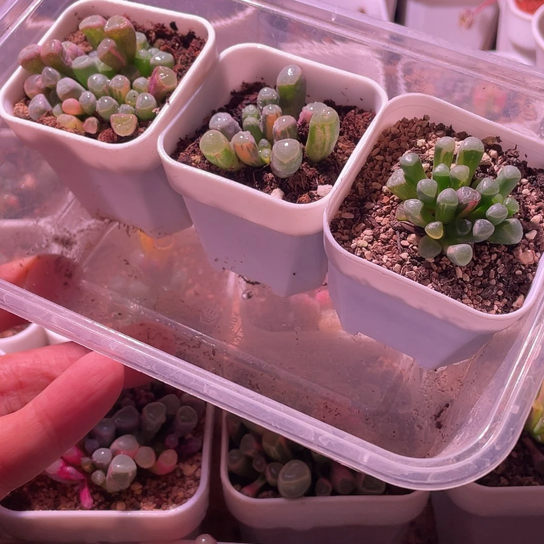 五十玲玉锦特价包邮三颗