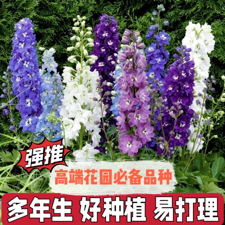 【直播专享】五色大花飞燕草庭院花种籽子四季播种开花室内混色
