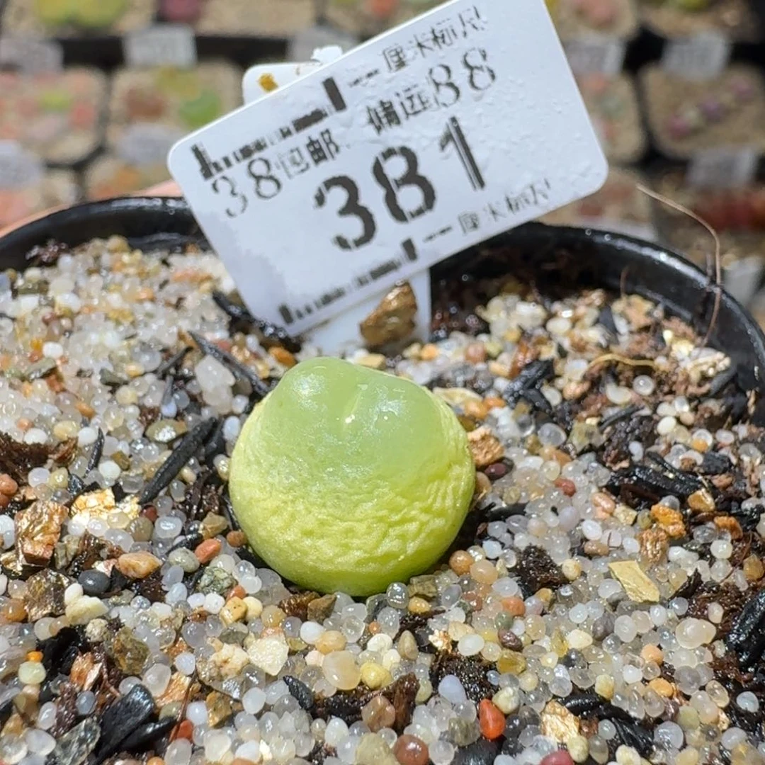 Sss清仓便宜出381