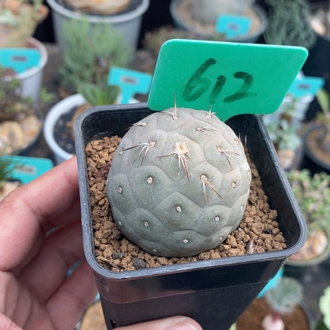 习智也多肉植物一个