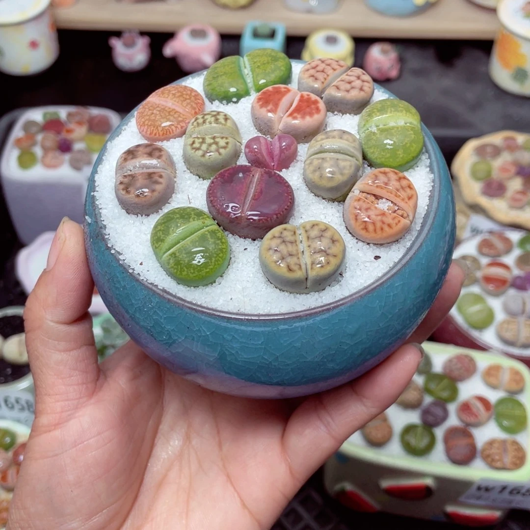 w1687 带盆土发货-零下地区拍保温箱