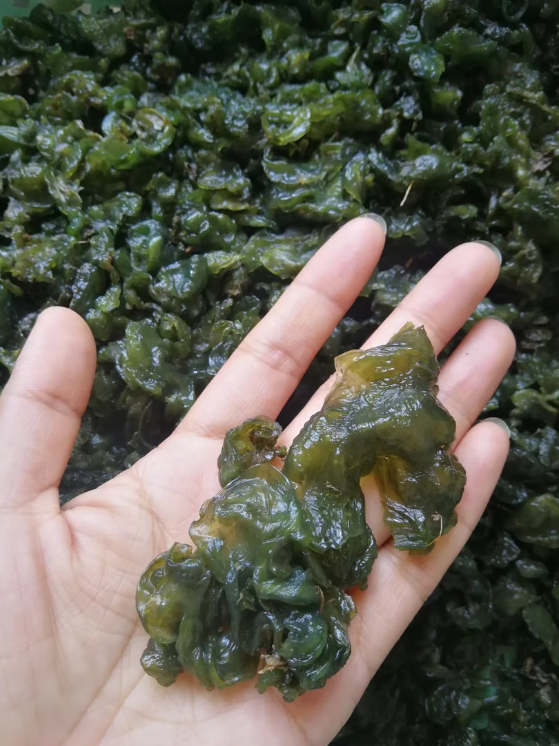 野生雷公菌免洗新鲜现采地皮菜湖南当季蔬菜地蘑菇下饭野菜湿地衣