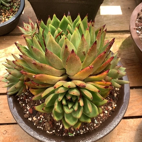 美肉特价活动开始啦