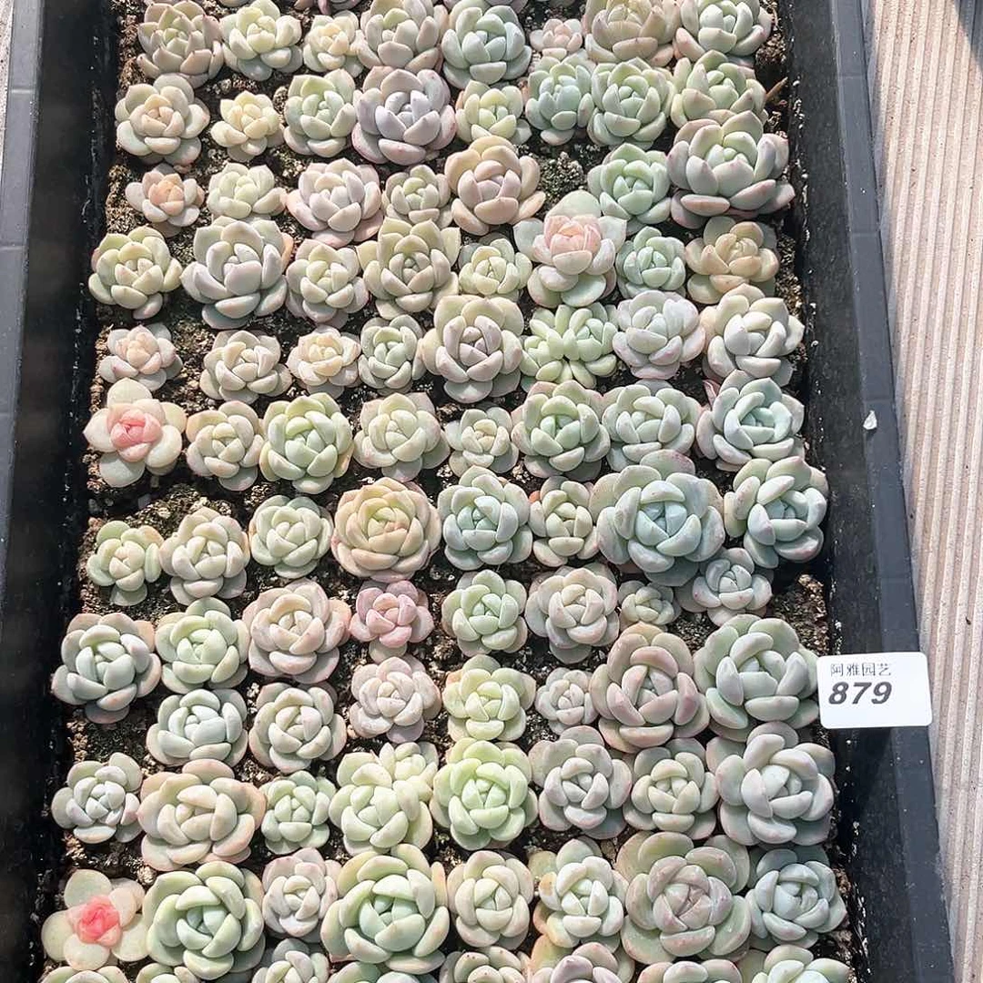 张****张阿雅园艺。       879