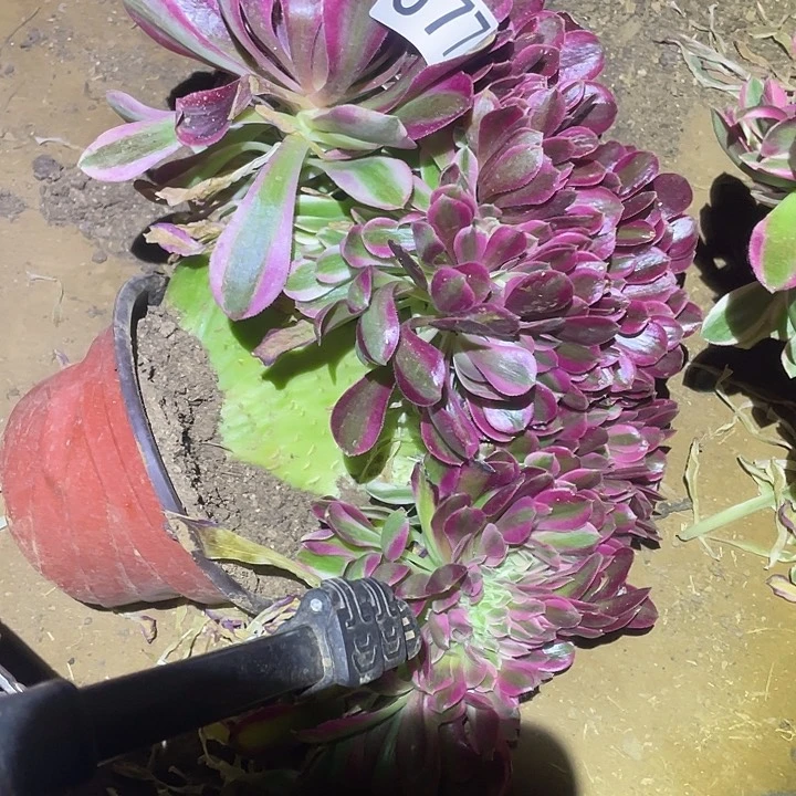 Z*多肉植物法师77女巫缀