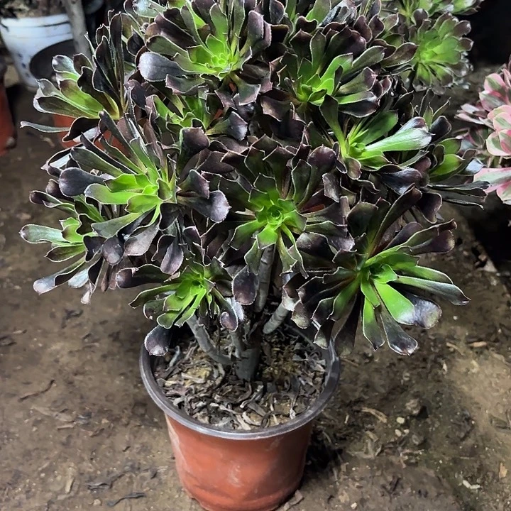 多肉植物法师灰法45