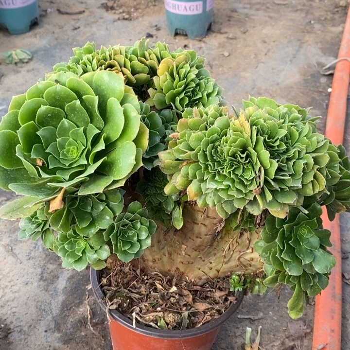 绿羊绒缀多肉植物24。