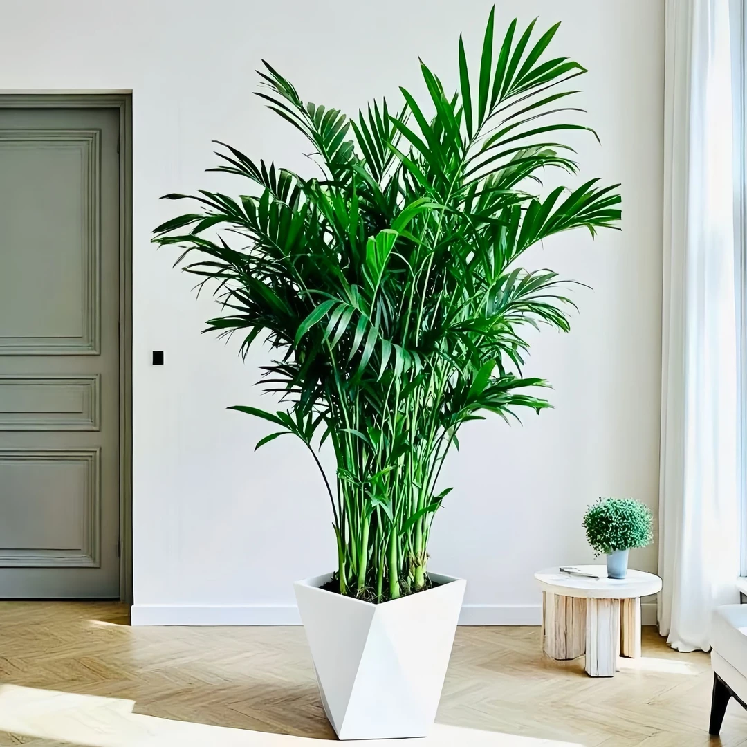富贵椰子树1.1-1.3米海岛风情室内好养绿植去甲醛净化空气