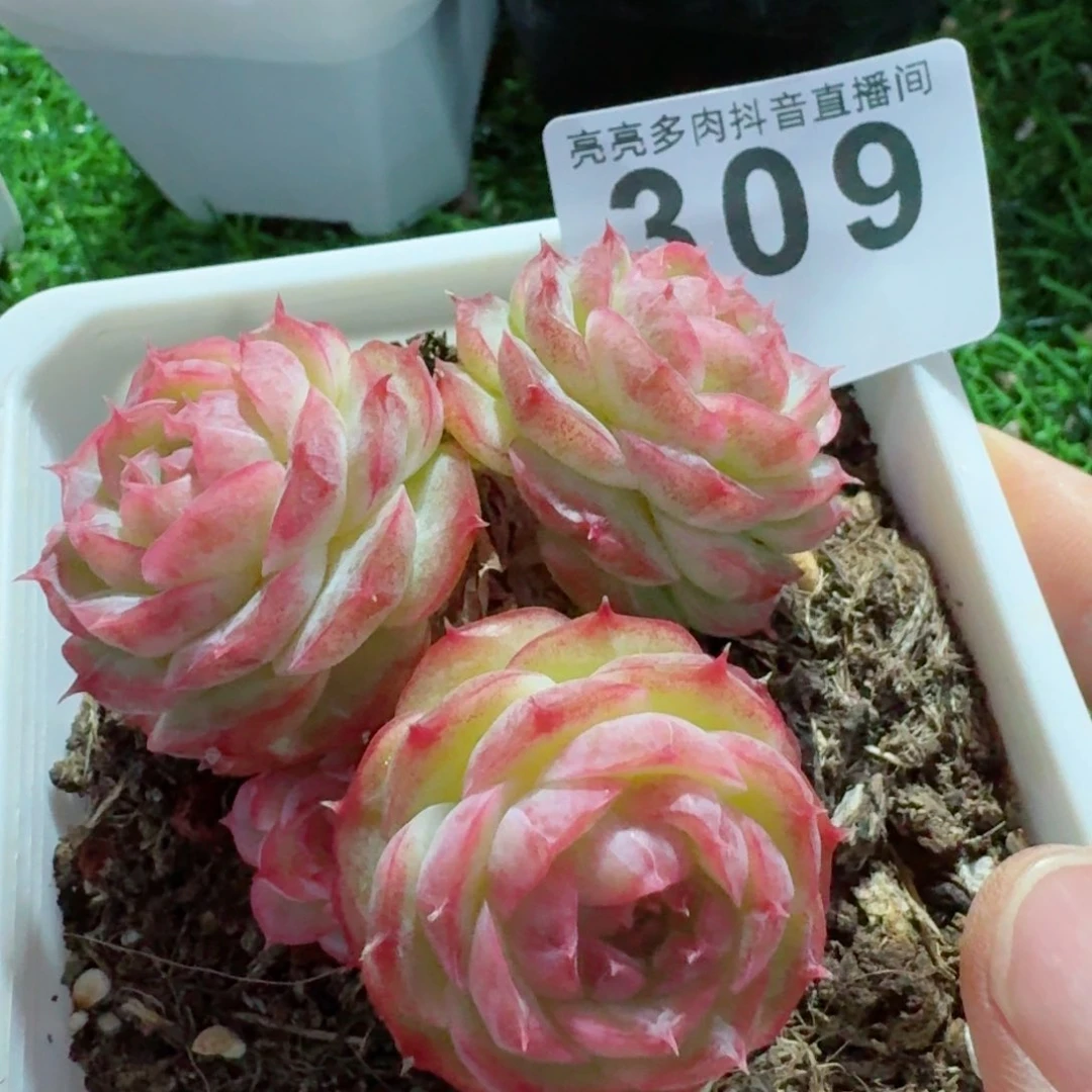 绿蔷薇珍妮         精品多肉