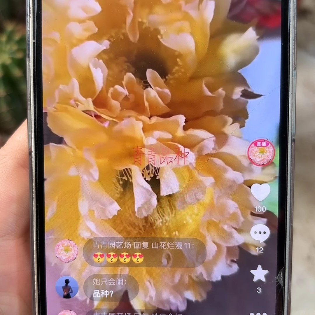 彩草黄金甲6.5-7公分左右