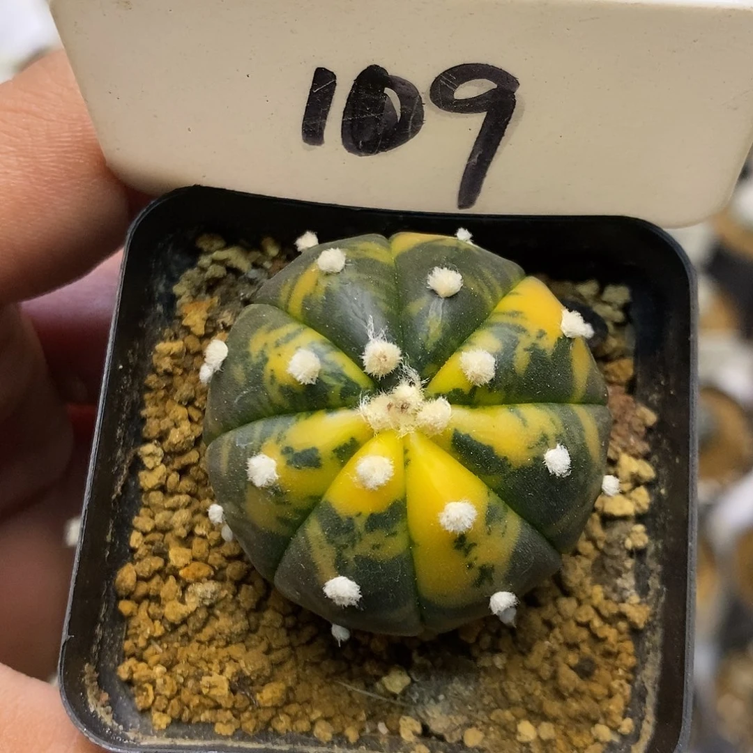 109福利特价咯兜锦