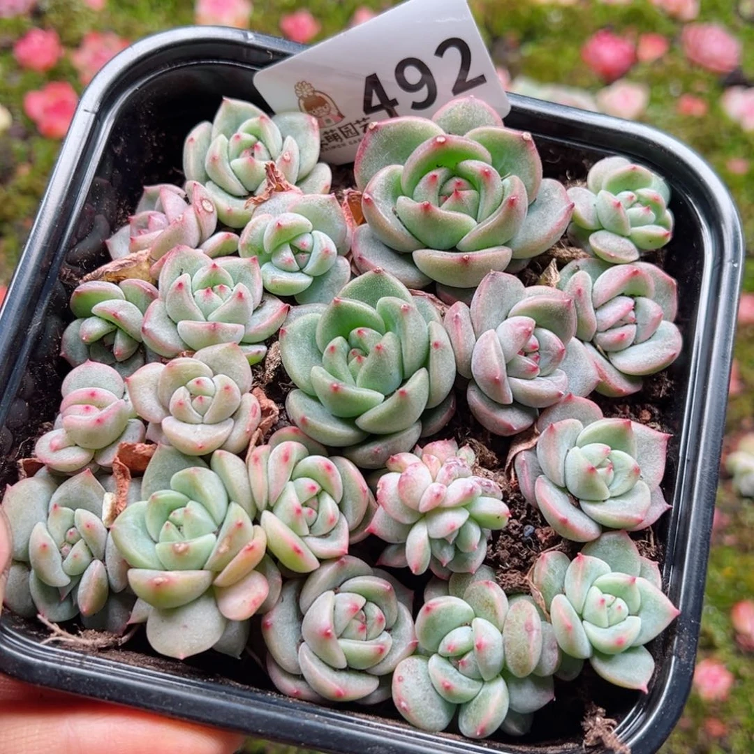 多肉植物多肉植物