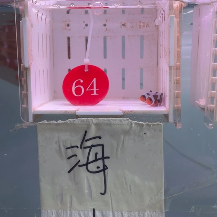 海水鱼精品达芬奇2条2-3