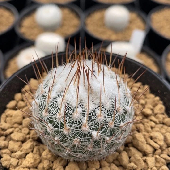 北境        实生根