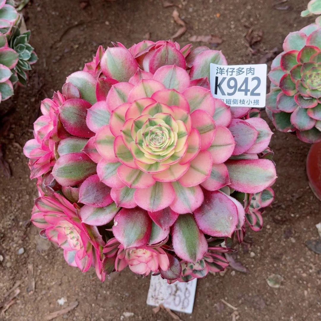 942荔枝 修枝特价 冠幅20左右