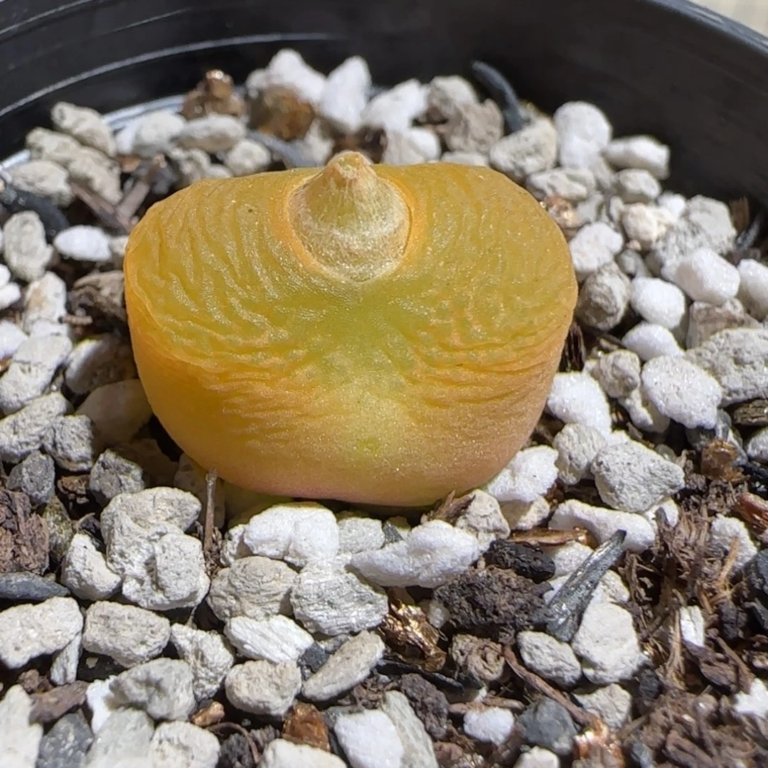 肉锥多肉植物组合-1543