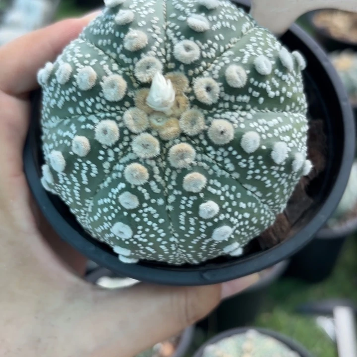 901实生好养皮实好活