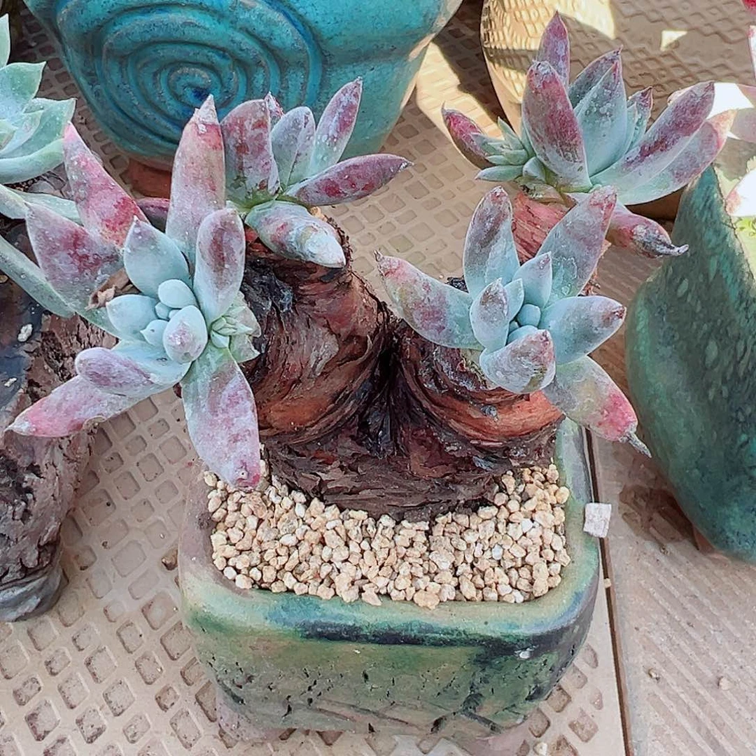 7527海瑟拇指仙女杯