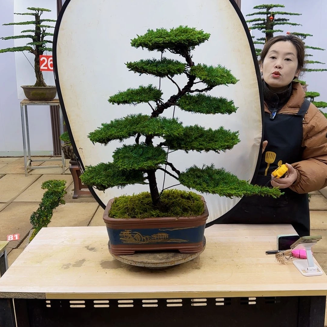 盆景直播间一物一拍