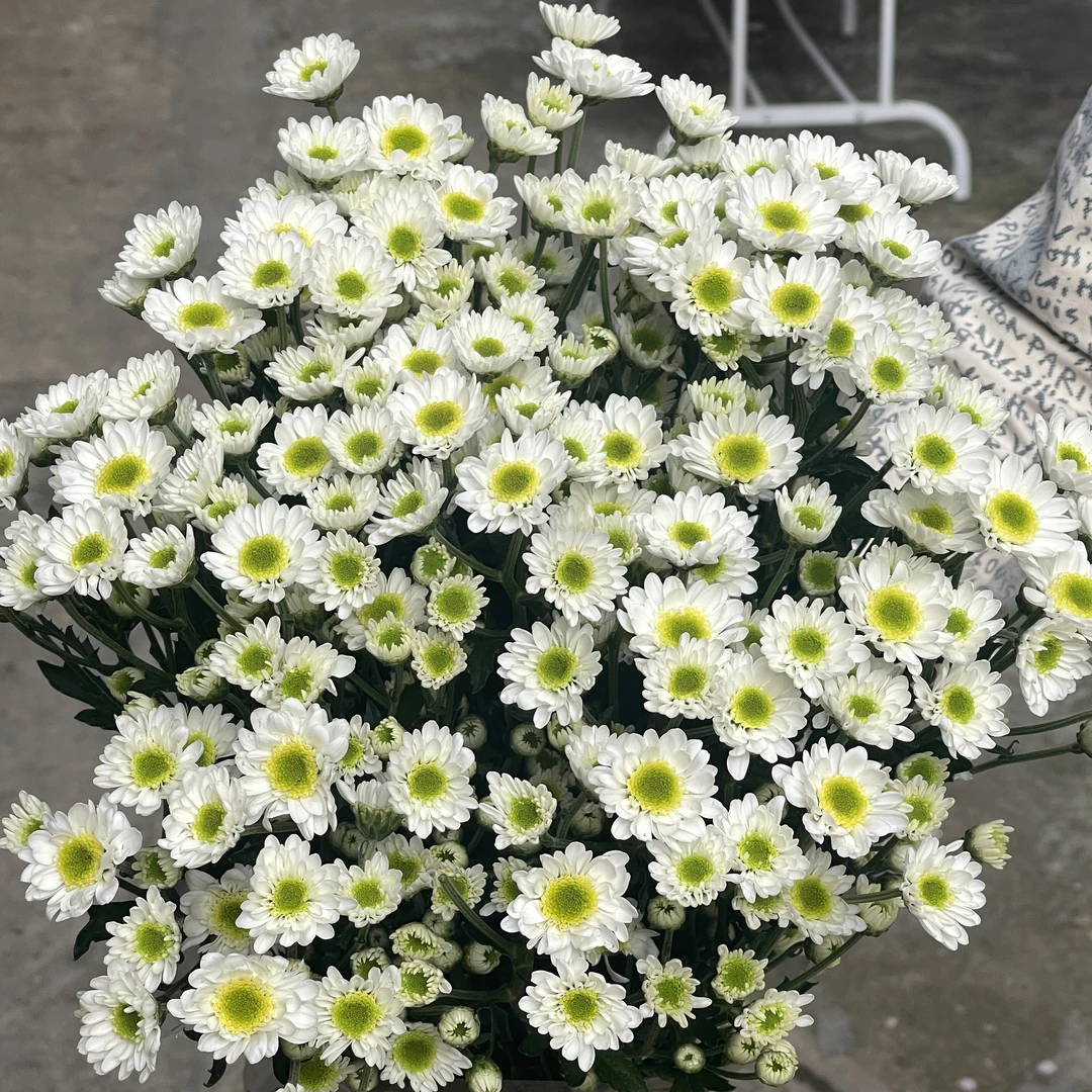 手捧小白花全店1-5扎1个运费