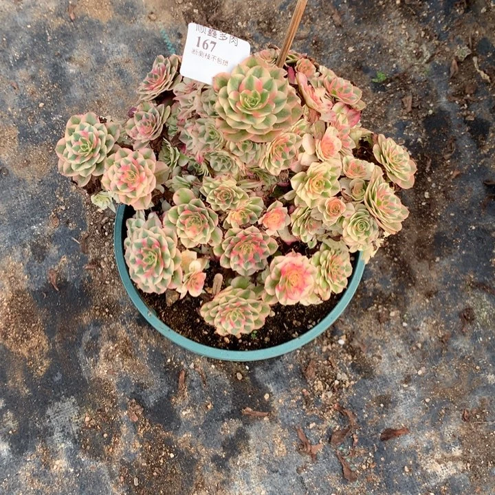 贝***予167倾城多肉植物特价