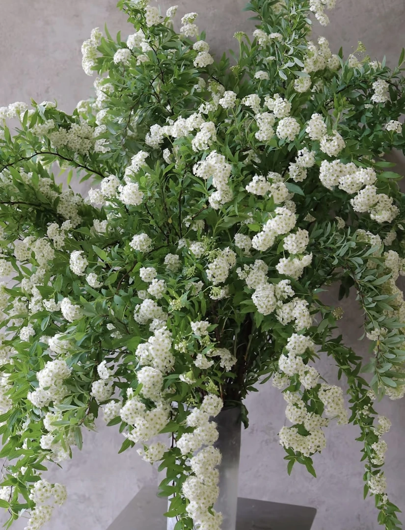 小手球ＡＡ级——春日浪漫花材