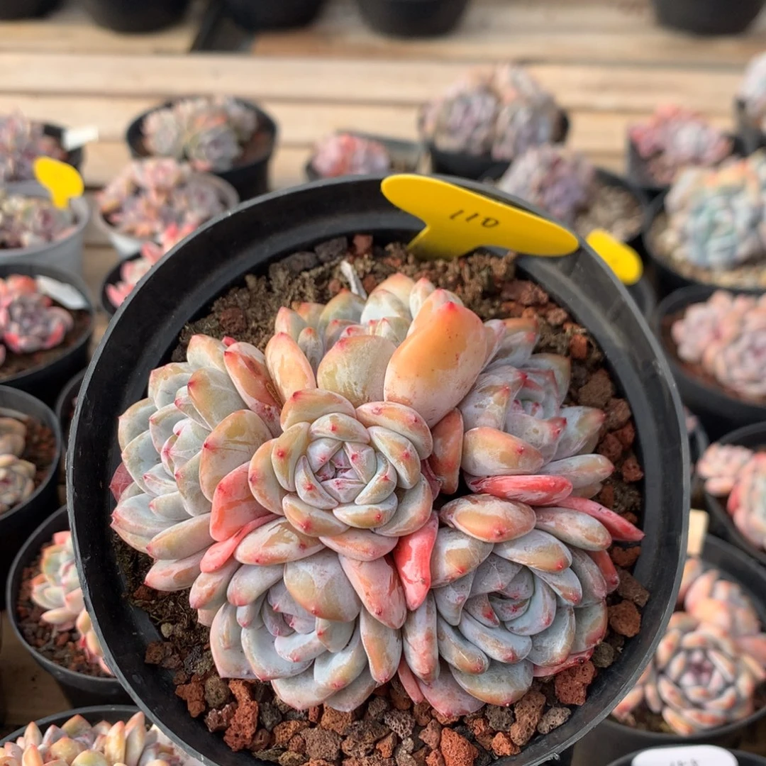 12厘米六头紫皮石榴籽 捧花 110